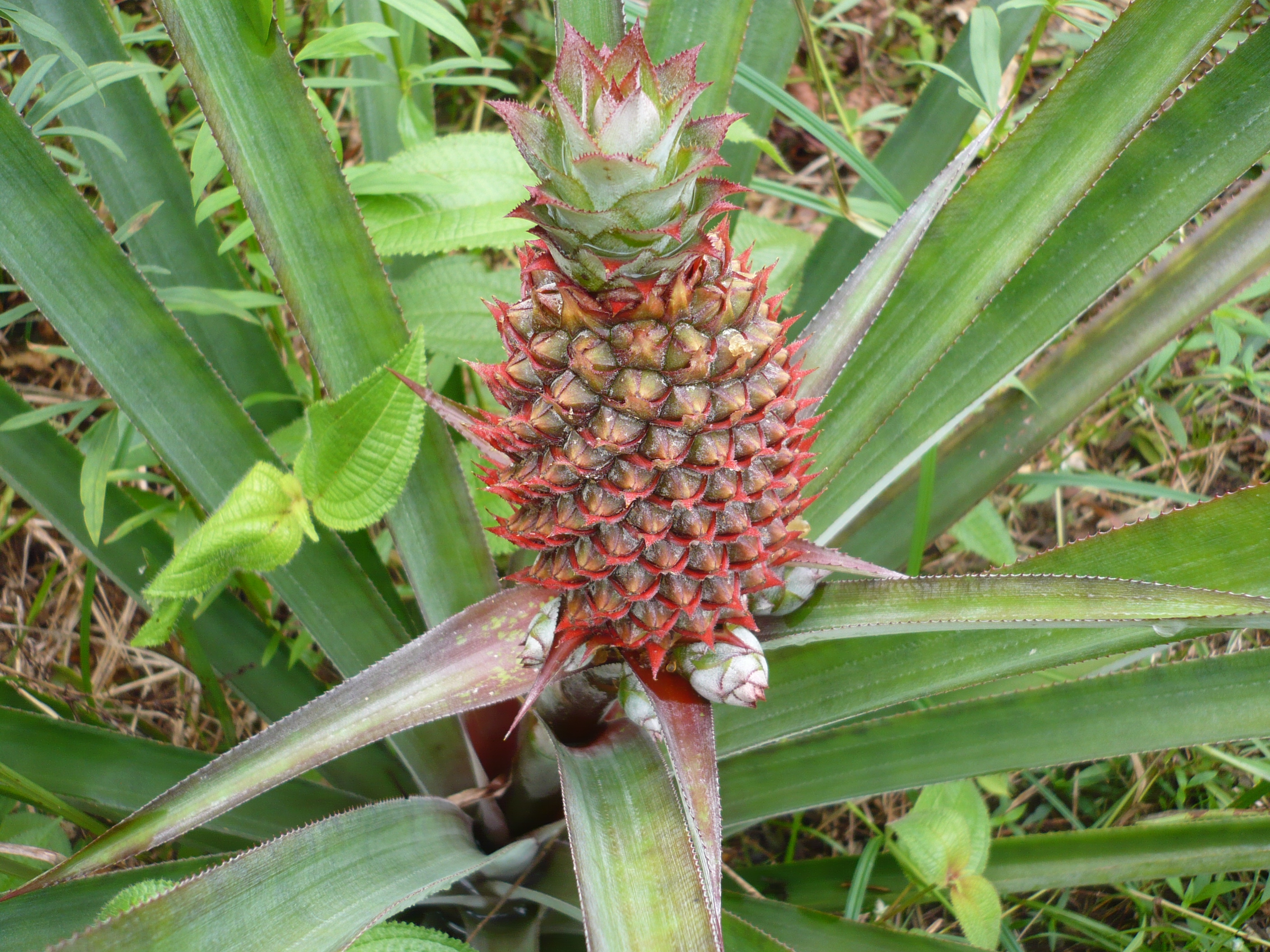 ananas6.jpg